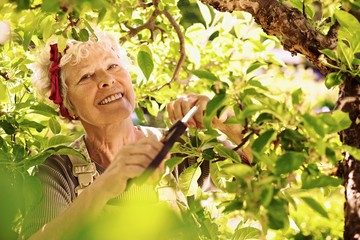 Senior woman pruning tree in garden