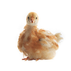 close up face of young chicken on white background use for lovel