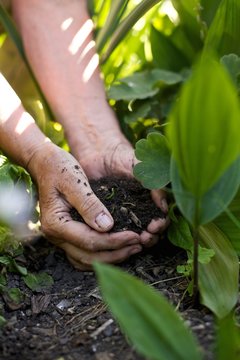 Senior female hands giving fertilizers to the plants