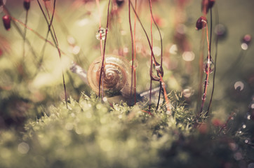 Snails and moss