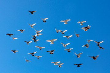 flying pigeons