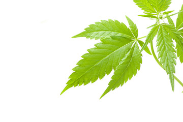 cannabis plant, marijuana on white background
