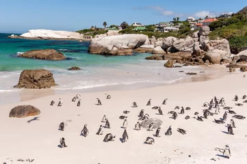 Poster Boulder Beach with Jackass Penguins, South Africa