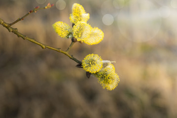branch with yellow willow catkin, spring garden