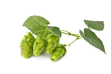 hop cones isolated