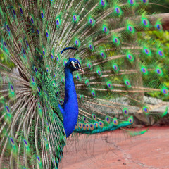 Obraz premium Peacock
