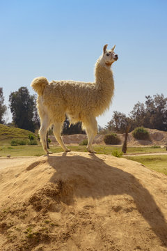 Cute Lama Standing on Rock
