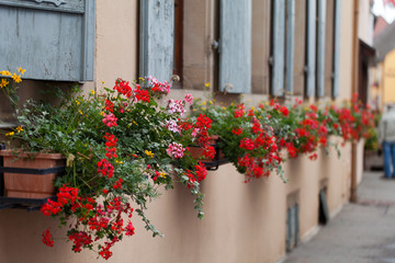 Fototapeta na wymiar Okna domu w Colmar, Alzacja, Francja