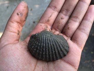 shell