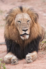 Male lion lays in the bushveld, South Africa