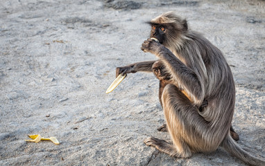 Monkey in Hampi