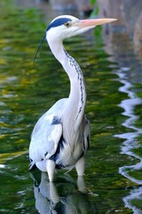 水辺の青サギ