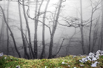 forest with scary trees