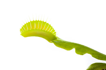 Venus flytrap plant, isolated on white © Vasily Merkushev