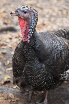 female turkey