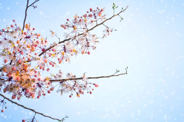 Pink Sakura flowers