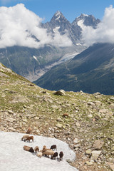 Goats on the snow in Chamonix