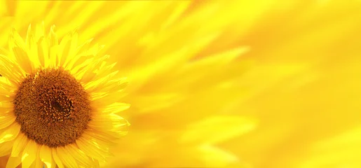 Schilderijen op glas Banner with sunflower © frenta