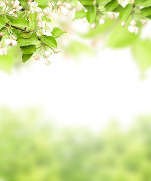Flowers of apple