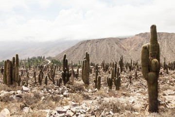 Cactus Landscape