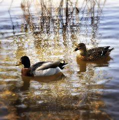 Patos