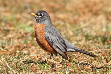 Female American Robin (Turdus migratorius)
