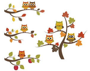 Obraz premium Fall owls on branches
