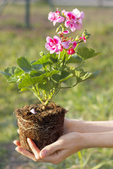 Gardening - Planting geraniums