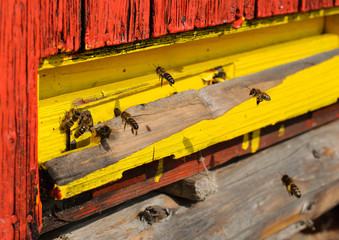 Obraz na płótnie Canvas Colorful bee hives