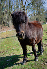 Little black pony