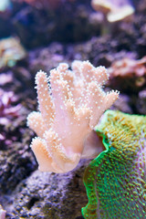 Underwater coral reef closeup photo
