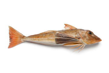 French tub gurnard