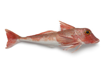 Red tub gurnard