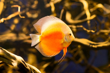Discus fish in the aquarium