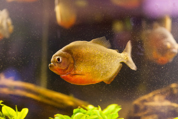 Piranha (Serrasalmus nattereri) swimming underwater;