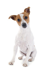 jack russel terrier