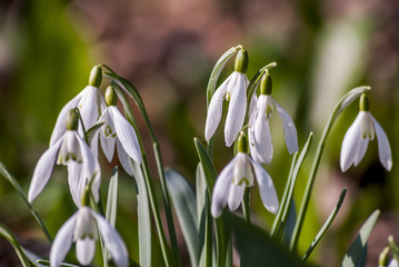 snowdrops