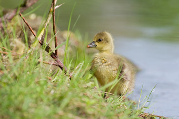 junge Graugänse