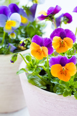 colorful pansies with tiny drops of morning dew.