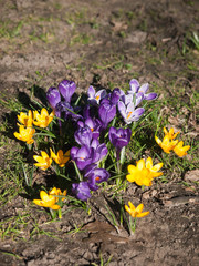 Flowers of the crocus of the spring messenger