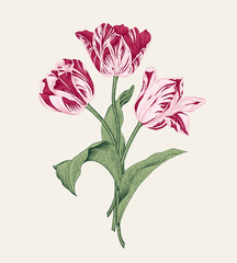 Bouquet of three pink tulips on gray background