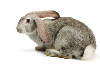 Grey rabbit on white background