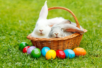 White and gray rabbit in wicker basket with colorful easter eggs