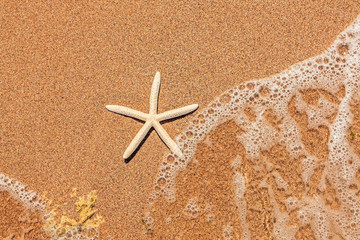 White starfish on sand