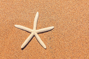 Fototapeta na wymiar White starfish on beach