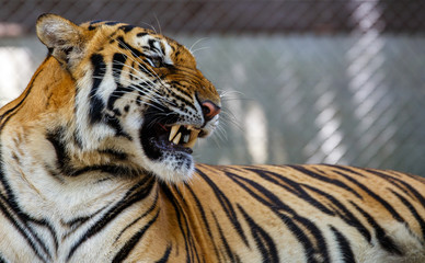 Fototapeta na wymiar tiger 