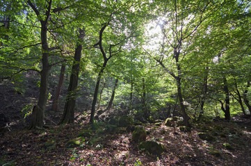Morning forest with moorland