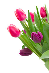 pink   and violet tulips