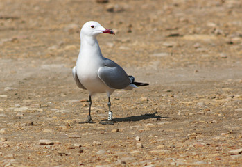 Audouins's gull Larus audouinii.