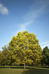 Naklejka premium Autumn tree in the park